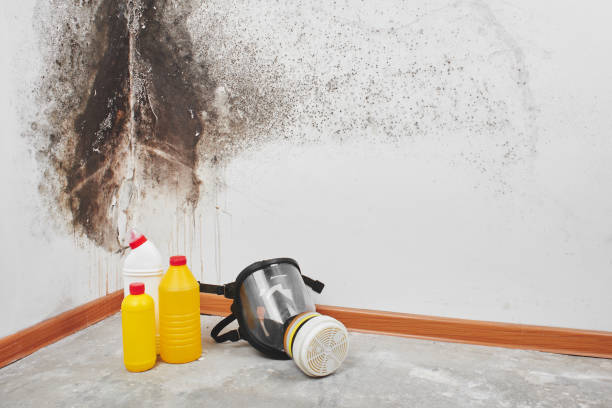 Best Toxic Mold Removal  in Blowing Rock, NC