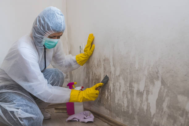 Best Certified Mold Removal  in Blowing Rock, NC