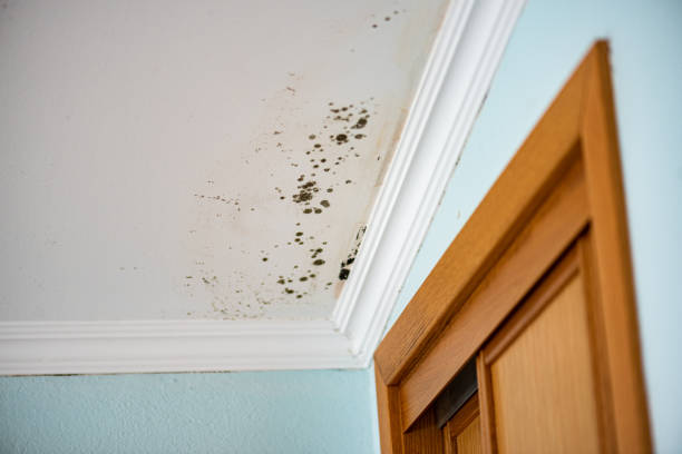 Best Office Mold Removal Services  in Blowing Rock, NC
