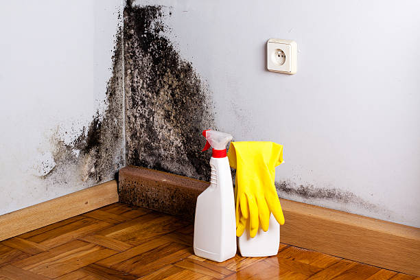 Blowing Rock, NC Mold Removal Company